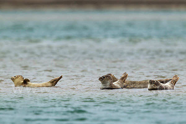 Seehund (Phoca vitulina)