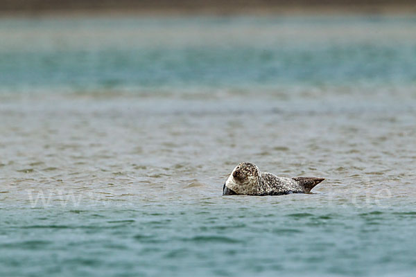 Seehund (Phoca vitulina)