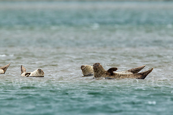 Seehund (Phoca vitulina)