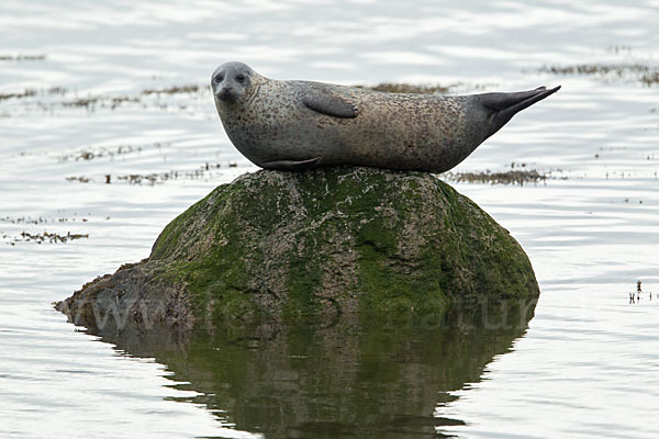 Seehund (Phoca vitulina)