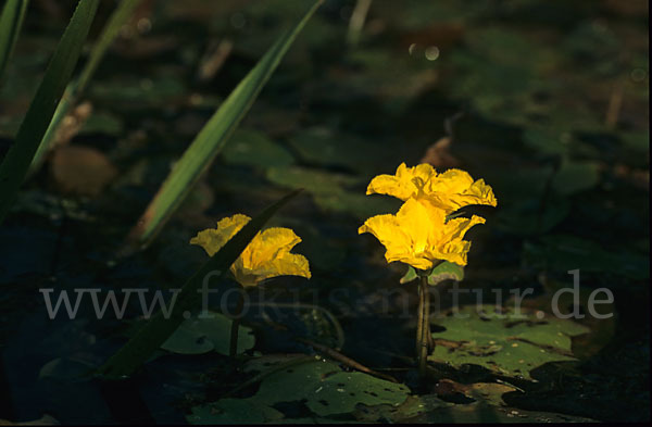 Seekanne (Nymphoides peltata)