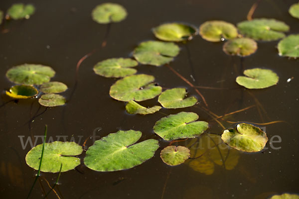 Seekanne (Nymphoides peltata)