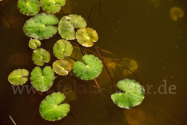 Seekanne (Nymphoides peltata)