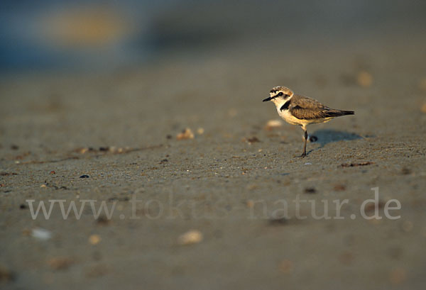 Seeregenpfeifer (Charadrius alexandrinus)