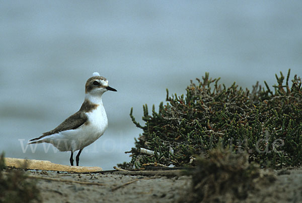 Seeregenpfeifer (Charadrius alexandrinus)