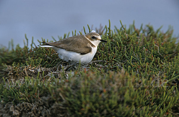 Seeregenpfeifer (Charadrius alexandrinus)