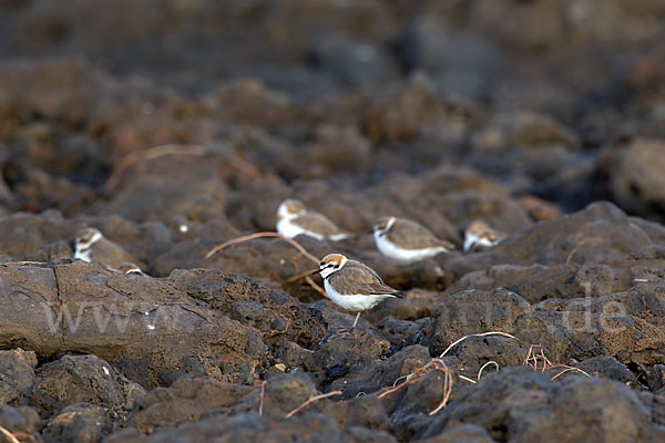 Seeregenpfeifer (Charadrius alexandrinus)