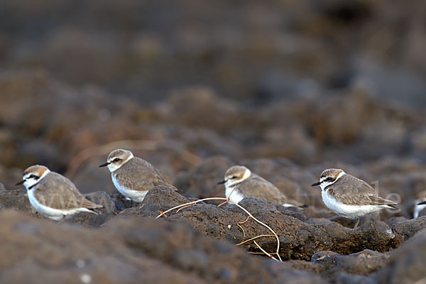 Seeregenpfeifer (Charadrius alexandrinus)