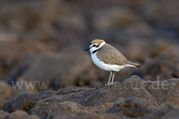 Seeregenpfeifer (Charadrius alexandrinus)