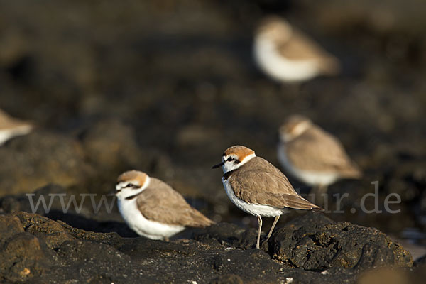 Seeregenpfeifer (Charadrius alexandrinus)