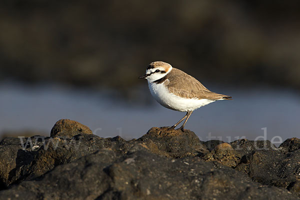 Seeregenpfeifer (Charadrius alexandrinus)