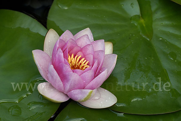 Seerose (Nymphaea spec.)