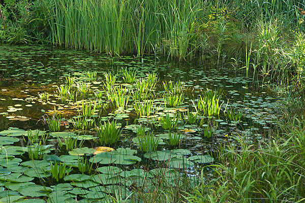 Seerose (Nymphaea spec.)