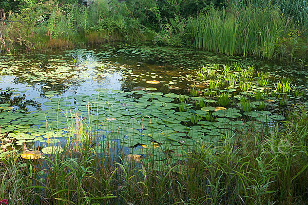 Seerose (Nymphaea spec.)