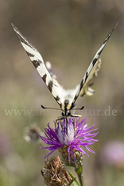 Segelfalter (Iphiclides podalirius)