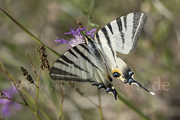 Segelfalter (Iphiclides podalirius)