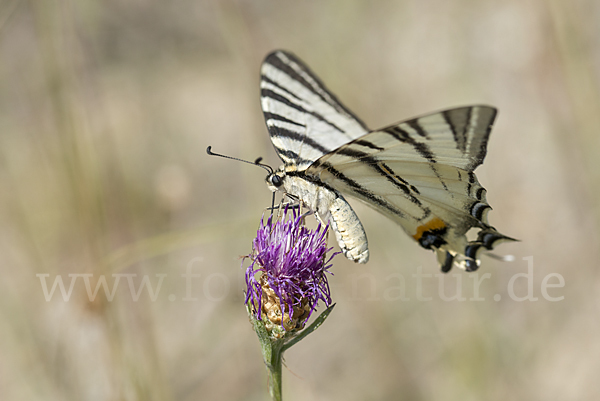 Segelfalter (Iphiclides podalirius)