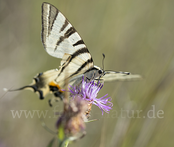 Segelfalter (Iphiclides podalirius)