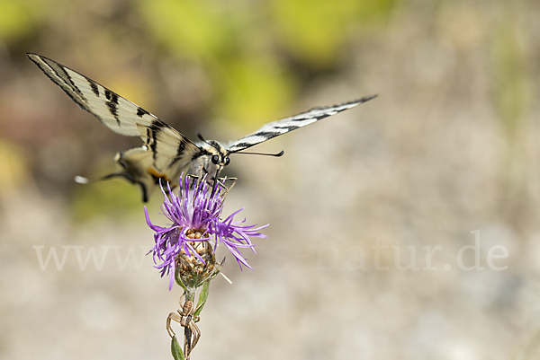 Segelfalter (Iphiclides podalirius)