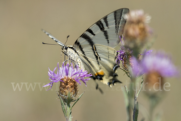 Segelfalter (Iphiclides podalirius)