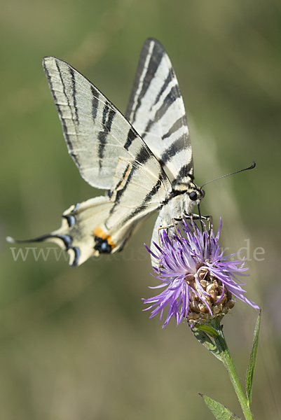 Segelfalter (Iphiclides podalirius)