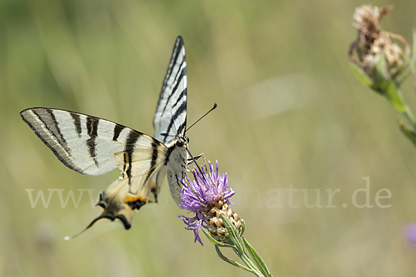 Segelfalter (Iphiclides podalirius)