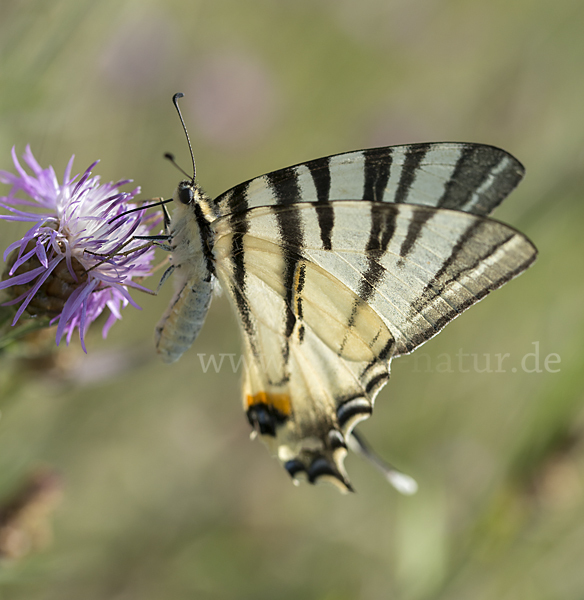 Segelfalter (Iphiclides podalirius)