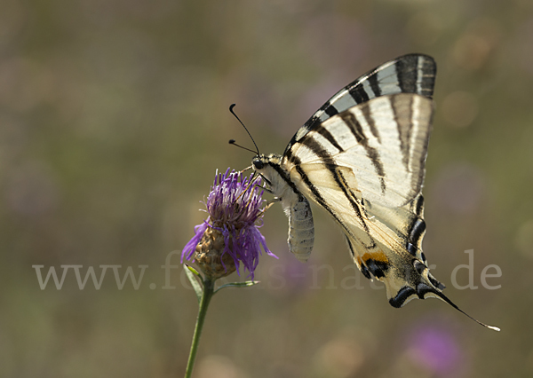 Segelfalter (Iphiclides podalirius)