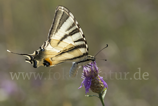 Segelfalter (Iphiclides podalirius)