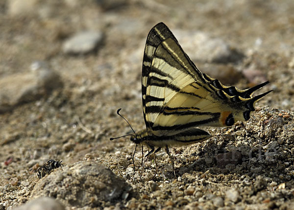 Segelfalter (Iphiclides podalirius)