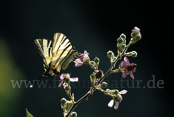 Segelfalter (Iphiclides podalirius)