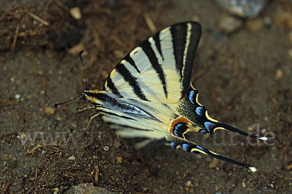 Segelfalter (Iphiclides podalirius)