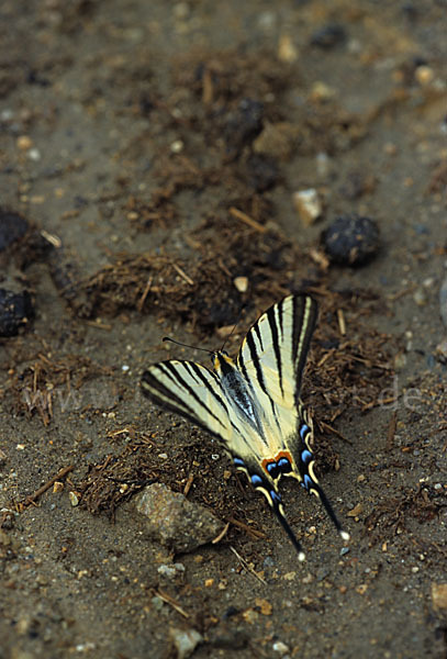 Segelfalter (Iphiclides podalirius)