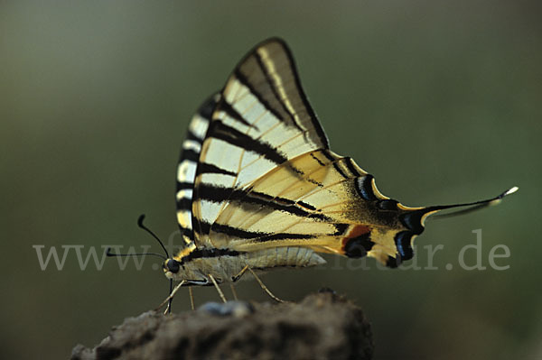 Segelfalter (Iphiclides podalirius)