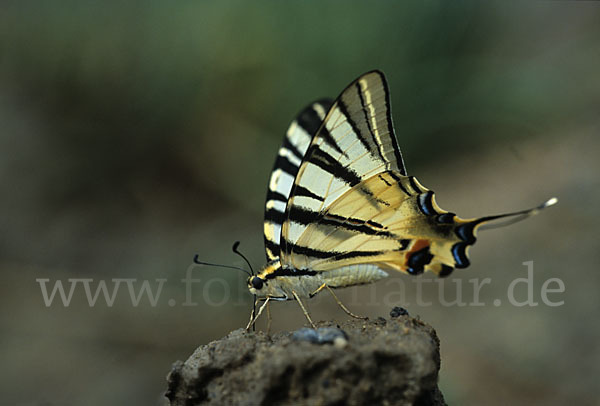 Segelfalter (Iphiclides podalirius)