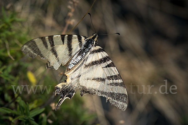 Segelfalter (Iphiclides podalirius)