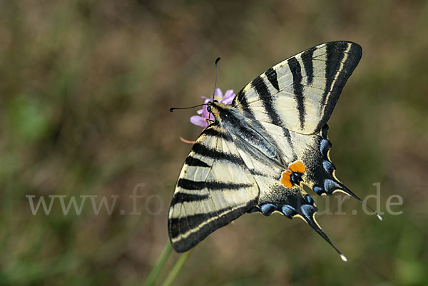 Segelfalter (Iphiclides podalirius)