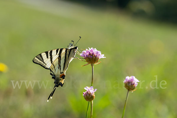 Segelfalter (Iphiclides podalirius)