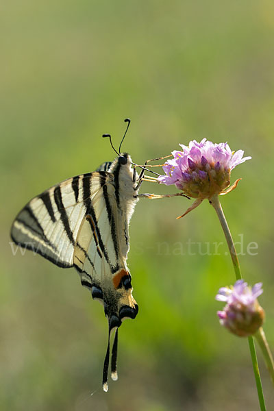 Segelfalter (Iphiclides podalirius)