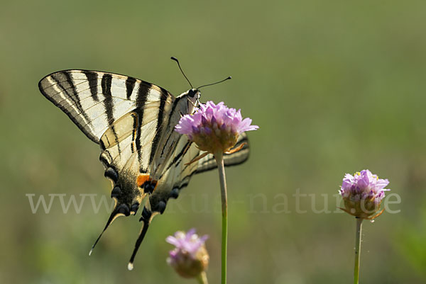 Segelfalter (Iphiclides podalirius)