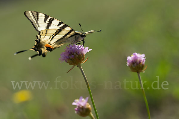 Segelfalter (Iphiclides podalirius)