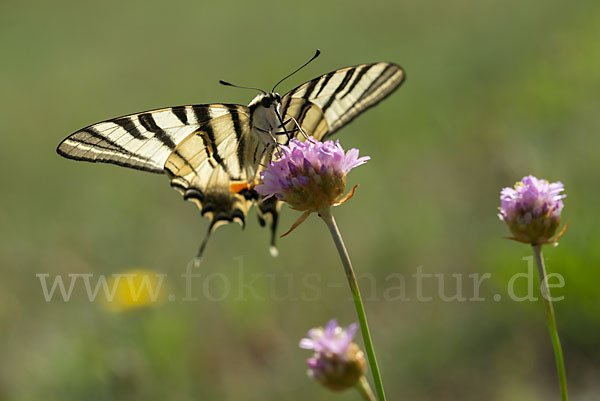 Segelfalter (Iphiclides podalirius)