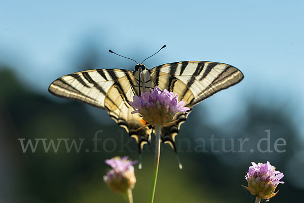 Segelfalter (Iphiclides podalirius)