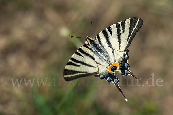 Segelfalter (Iphiclides podalirius)