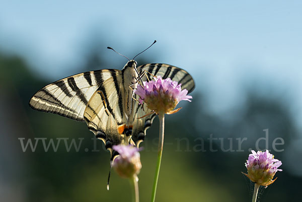 Segelfalter (Iphiclides podalirius)