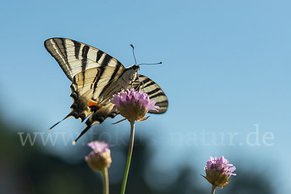 Segelfalter (Iphiclides podalirius)