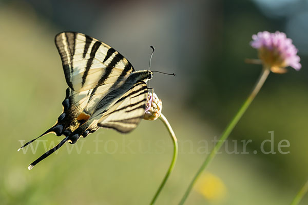 Segelfalter (Iphiclides podalirius)