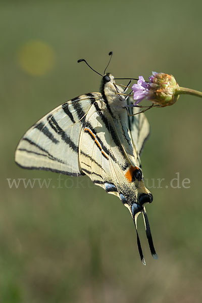 Segelfalter (Iphiclides podalirius)