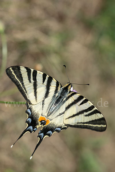 Segelfalter (Iphiclides podalirius)