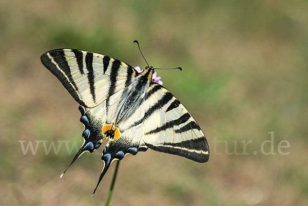 Segelfalter (Iphiclides podalirius)